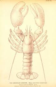 Image result for Homarus americanus