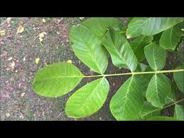 Attēlu rezultāti vaicājumam “Juglans regia leaf”