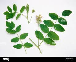 Attēlu rezultāti vaicājumam “Astragalus glycyphyllos flower”