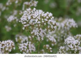 Attēlu rezultāti vaicājumam “Origanum majorana flower”