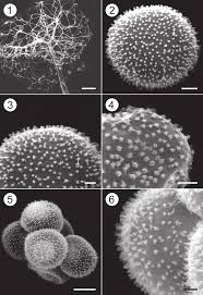 Attēlu rezultāti vaicājumam “Comatricha sp.”
