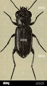 Attēlu rezultāti vaicājumam “Notiophilus palustris”