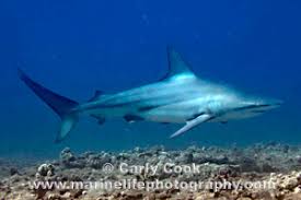Image result for Carcharhinus limbatus