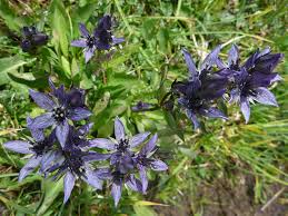 Attēlu rezultāti vaicājumam “Swertia perennis flower”