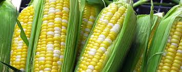 Image result for Mais