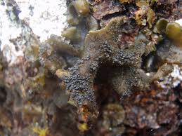 Attēlu rezultāti vaicājumam “Leptogium saturninum”