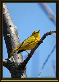 Image result for Dendroica petechia