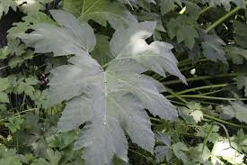 Attēlu rezultāti vaicājumam “Heracleum sphondylium subsp. sibiricum leaf”