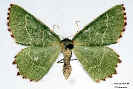 Attēlu rezultāti vaicājumam “Thalera fimbrialis”