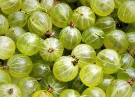 Attēlu rezultāti vaicājumam “Ribes uva-crispa fruit”