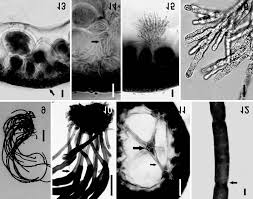 Attēlu rezultāti vaicājumam “Lemanea fluviatilis”
