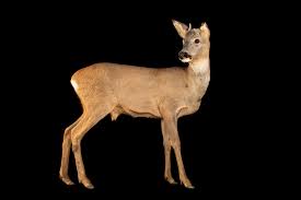 Attēlu rezultāti vaicājumam “Capreolus capreolus”