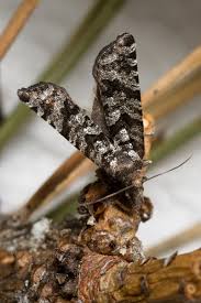 Attēlu rezultāti vaicājumam “Retinia resinella”