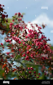 Attēlu rezultāti vaicājumam “Malus purpurea flower”