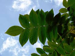 Attēlu rezultāti vaicājumam “Juglans mandshurica”