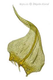 Attēlu rezultāti vaicājumam “Palustriella decipiens”