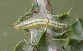 Attēlu rezultāti vaicājumam “Udea lutealis”