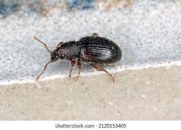 Attēlu rezultāti vaicājumam “Dasytes caeruleus imago”