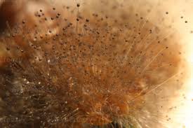 Attēlu rezultāti vaicājumam “Spinellus fusiger”