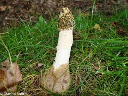 Attēlu rezultāti vaicājumam “Physarum sulphureum stalked”