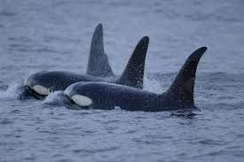 Image result for Orcinus orca