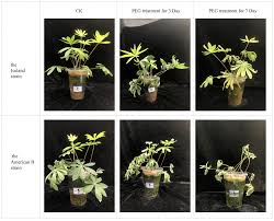 Attēlu rezultāti vaicājumam “Lupinus polyphyllus fruit”