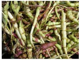 Attēlu rezultāti vaicājumam “Stachys palustris fruit”