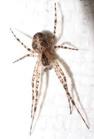 Attēlu rezultāti vaicājumam “Metellina merianae”