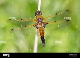 Attēlu rezultāti vaicājumam “Libellula quadrimaculata”