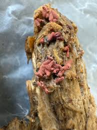 Attēlu rezultāti vaicājumam “Arcyria helvetica young”