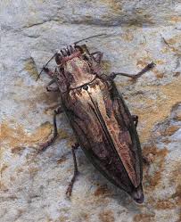 Attēlu rezultāti vaicājumam “Chalcophora mariana”