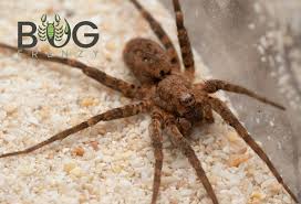 Attēlu rezultāti vaicājumam “Miturgidae”