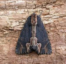 Attēlu rezultāti vaicājumam “Dypterygia scabriuscula”