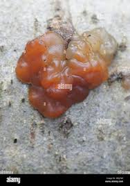 Attēlu rezultāti vaicājumam “Exidia cartilaginea”