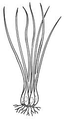 Attēlu rezultāti vaicājumam “Isoetaceae”