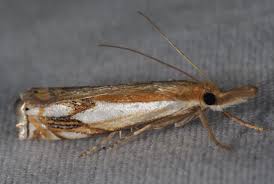 Attēlu rezultāti vaicājumam “Crambus”