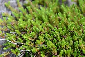 Attēlu rezultāti vaicājumam “Empetrum nigrum flower”
