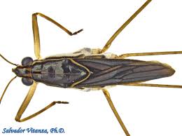 Attēlu rezultāti vaicājumam “Gerridae”