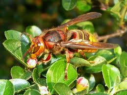 Attēlu rezultāti vaicājumam “Vespa crabro”