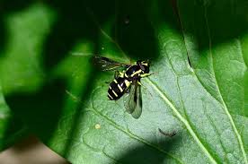 Attēlu rezultāti vaicājumam “Xanthogramma sp.”