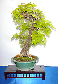 Image result for parthenocissus bonsai