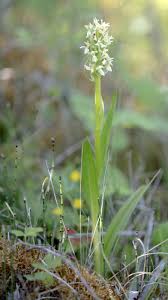 Attēlu rezultāti vaicājumam “Dactylorhiza ochroleuca leaf”