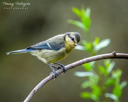 Attēlu rezultāti vaicājumam “Cyanistes caeruleus juvenile”