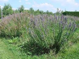Attēlu rezultāti vaicājumam “Hyssopus officinalis”