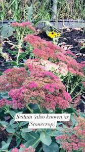 Attēlu rezultāti vaicājumam “Sedum pallidum flower”