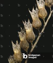 Attēlu rezultāti vaicājumam “Hyoscyamus niger fruit”