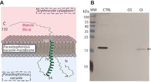 Attēlu rezultāti vaicājumam “Physarum virescens plasmodium”