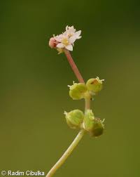 Attēlu rezultāti vaicājumam “Hydrocotyle vulgaris flower”