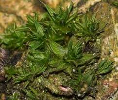 Attēlu rezultāti vaicājumam “Syntrichia papillosa”