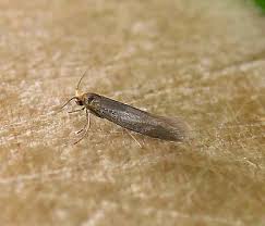 Attēlu rezultāti vaicājumam “Argyresthiidae”